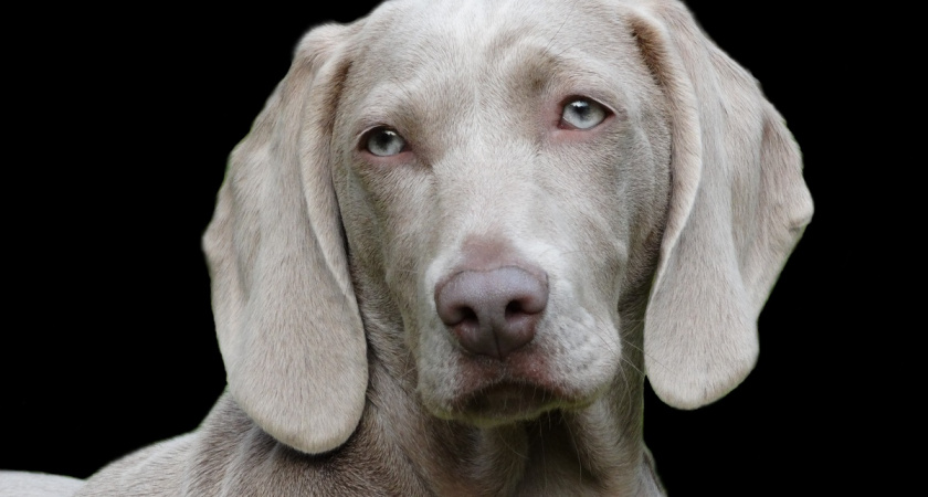 Понимают ли собаки горе хозяина: зоопсихологи раскрыли правду - ответ удивит многих