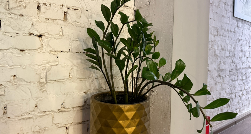 Ставлю ветку замиокулькаса в "жемчуг": через месяц весь стебель в клубнях – приживаемость 10 из 10