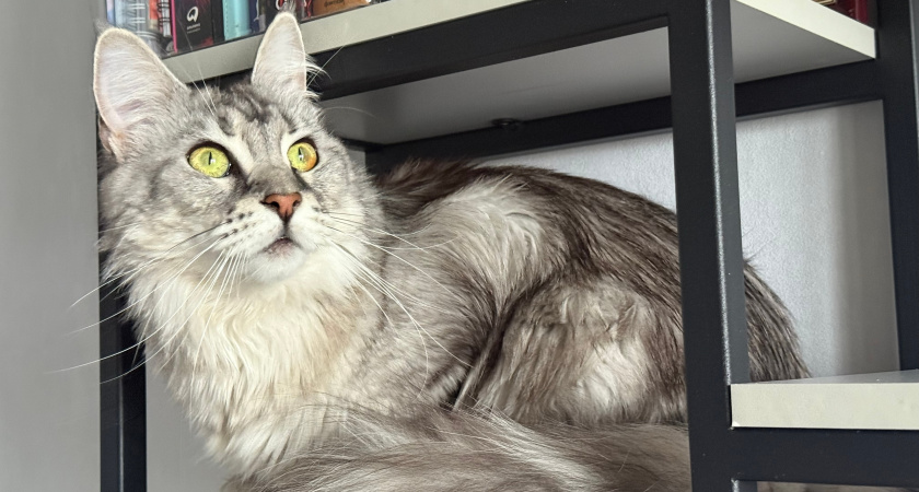 Игры разума: 10 головоломок, которые точно понравятся вашей кошке