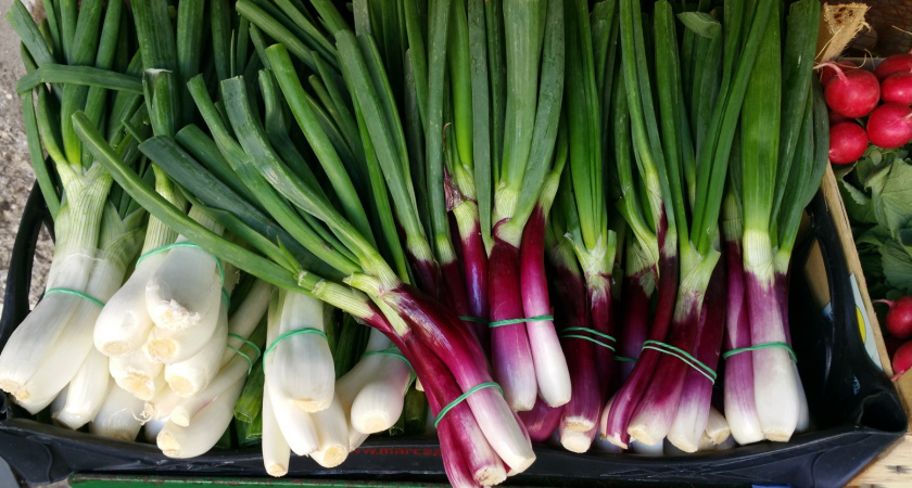 Выращиваю на подоконнике зеленый лук 5 способами: за 14 дней завалил сочными перьями - просто и экономно