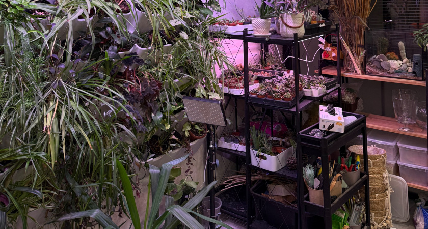 Не режу, а кручу: делаю необычное размножение замиокулькаса по 3 правилам - корни вырастают за 1 месяц