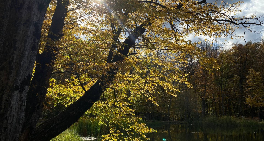 В Рязани за месячник по озеленению высадили сотни новых деревьев 