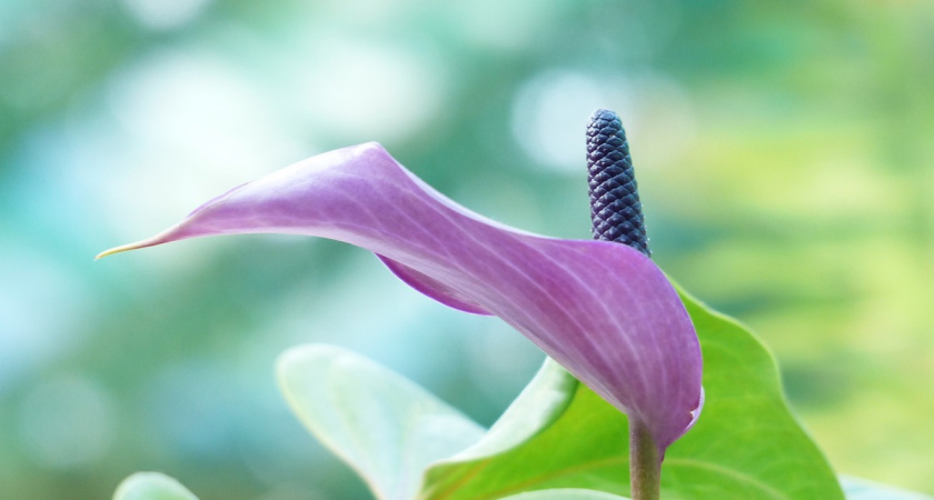 Вот что больше всего любит спатифиллум: всего 3 условия - и растение забрасывает бутонами круглый год