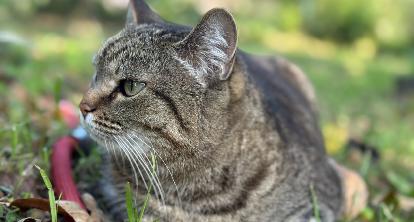  Рязанцы с питомцами путешествуют по разным странам
