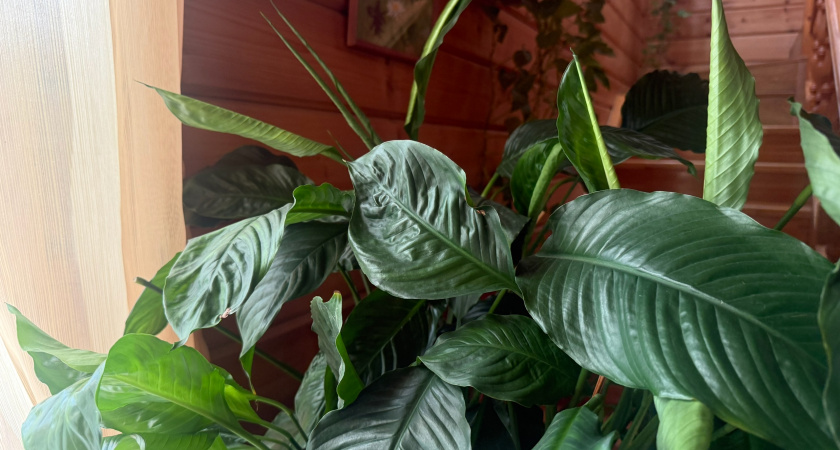 Вырастила спатифиллум с нуля за год - до цветущего пышного куста: рассказываю 3 важных шага