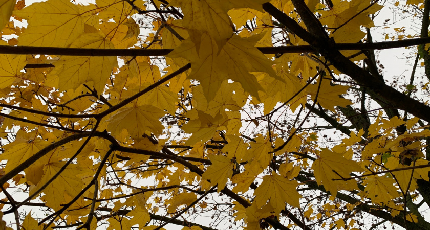 Центр Рязани остался без зелени: насколько горожане довольны «борьбой» с аварийными деревьями
