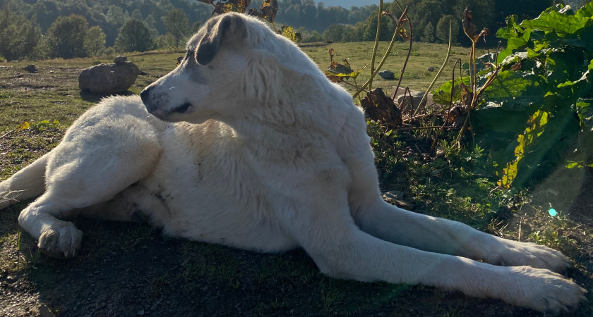 Попытка помочь бездомному животному в г. Михайлов закончилась трагедией