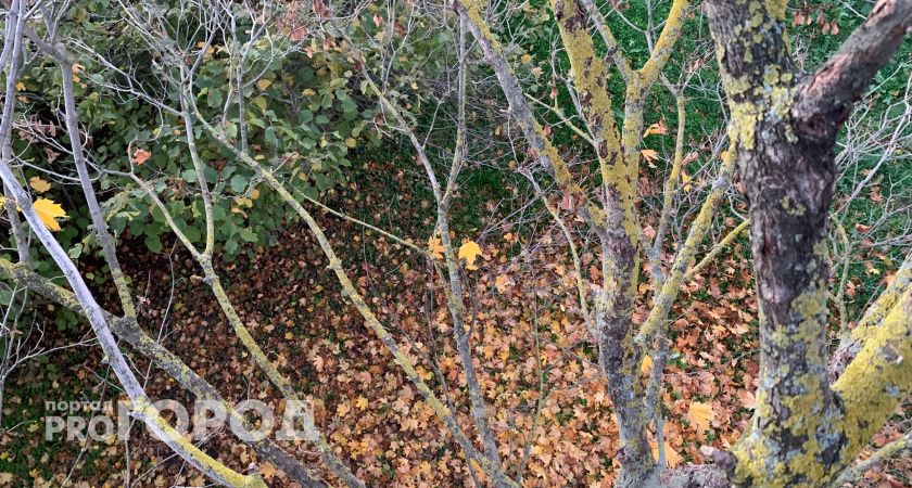 В Рязанской области высадили более 18 тысяч деревьев за месяц озеленения