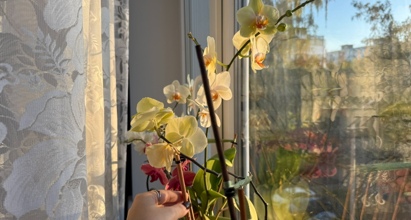 Как поливать орхидеи зимой на холодных подоконниках: узнала 2 надежных метода для здоровья растений - цветут до поздней весны