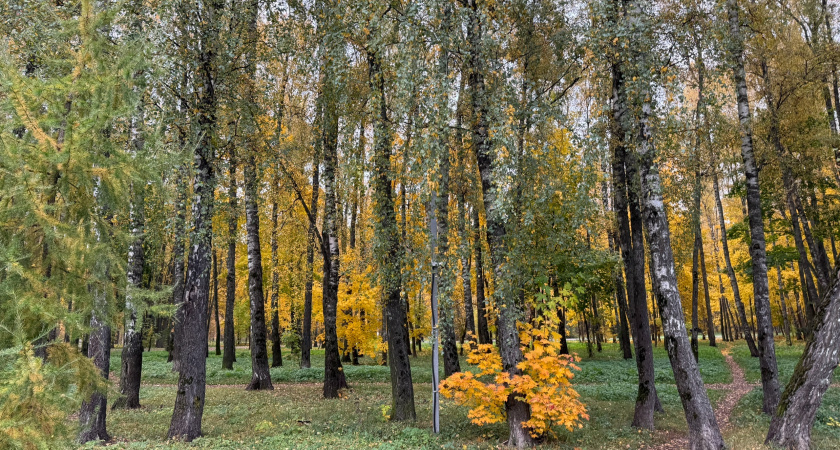 Уезжаю в лес на месяц и живу припеваючи год: нашёл самый "ленивый" бизнес - месяц работы и год продаж