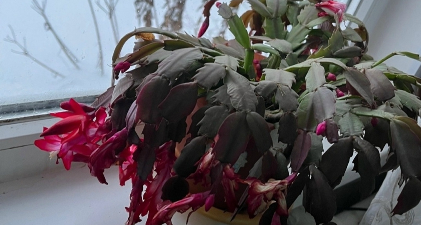 Довел молодого декабриста до бутонизации за 16 суток: делюсь жестким, но рабочим способом - цветет как миленький