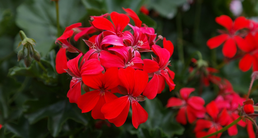 Стакан под корень — герань воспрянет через 7 дней: даже чахлая пеларгония пойдет в рост — мощный ноябрьский эликсир