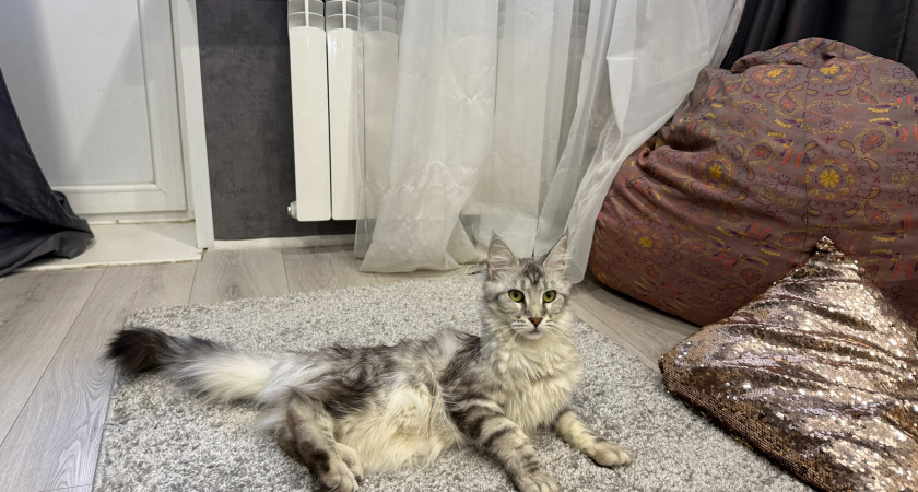 Месть или признание в любви: вот зачем кошка «гадит» в тапки хозяина — зоопсихолог сломал давний стереотип