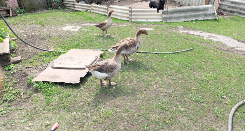 Не клубника и не грибы, а намного дешевле. На чем фермеры зарабатывают миллионы зимой, когда простые рабочие - 55 тысяч