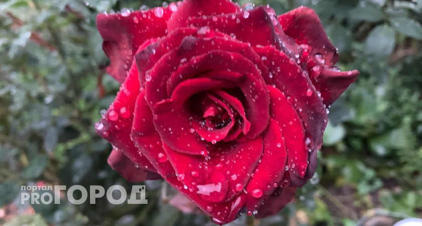 Трагедия под Рязанью: как массовое отравление 1924 года потрясло губернию