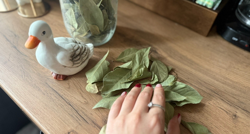 Бабушкин секрет из старого буфета: вот как лавровый лист творит чудеса с комнатными растениями жаль раньше не знала