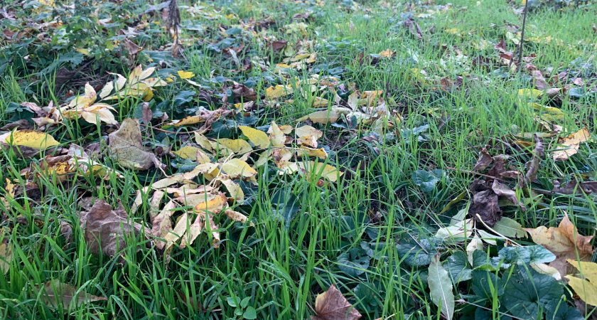 Популяция непарного шелкопряда в Рязанской области более не представляет угрозы