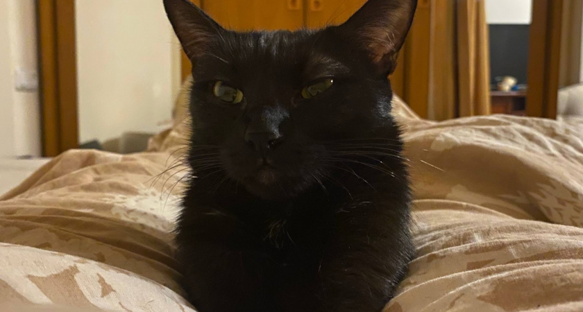 Почему когда хозяин обращается к кошке, она часто мяукает в ответ: зоопсихологи назвали неочевидную причину