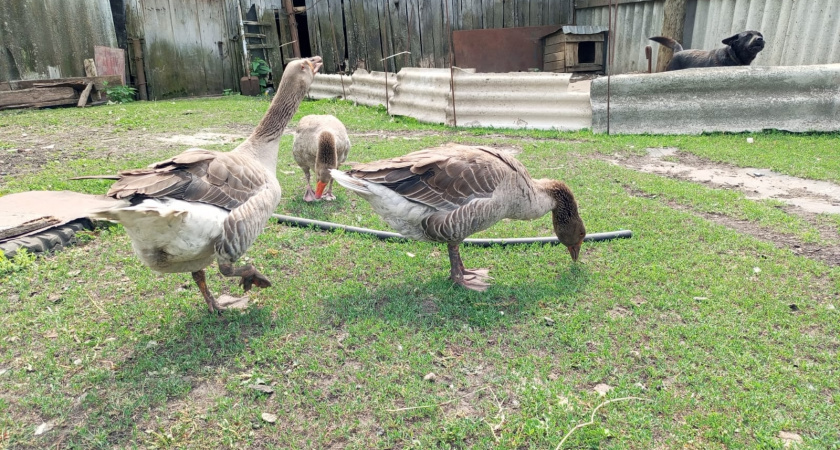 Почему 90% людей, переехавших в деревню ради своего хозяйства, через 2 года всё продают: есть ряд неочевидных причин