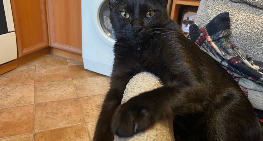 Почему ваш кот чешется и вылизывается постоянно. Причина не только в блохах - полезно знать всем владельцам питомцев