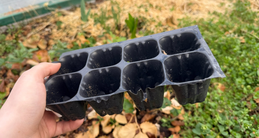 Высеиваю семена эустомы на снег в конце ноября. Коллеги не верят - а у меня 70% всхожести