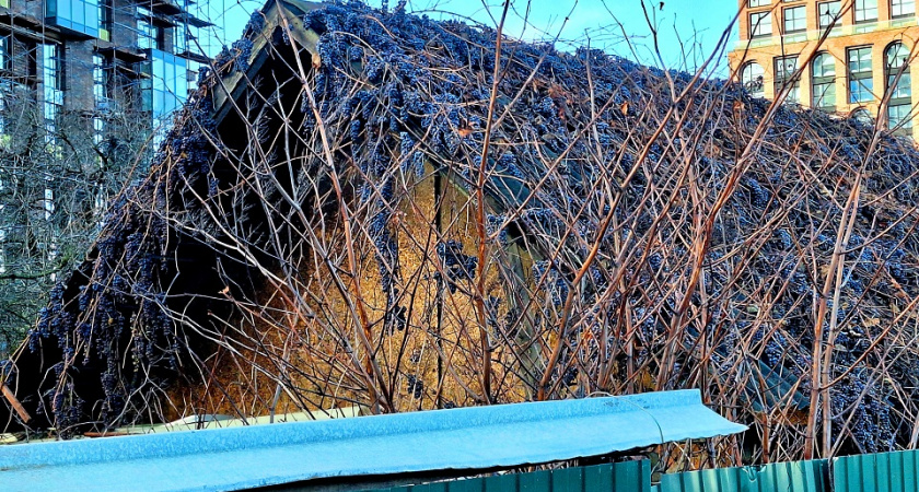 В Рязани обнаружили дом-невидимку, скрытый под покрывалом из виноградной лозы