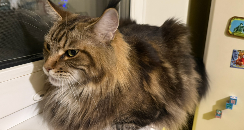 Эти 7 ошибок кошка не простит: выделаете это из любви к ней, а рискуете потерять доверие на всю жизнь