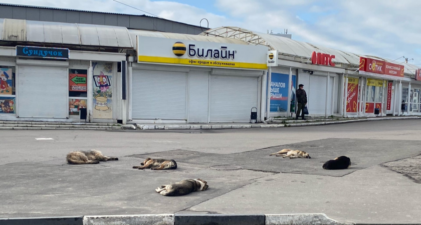 Жители Рязани пожаловались на стаи бродячих собак