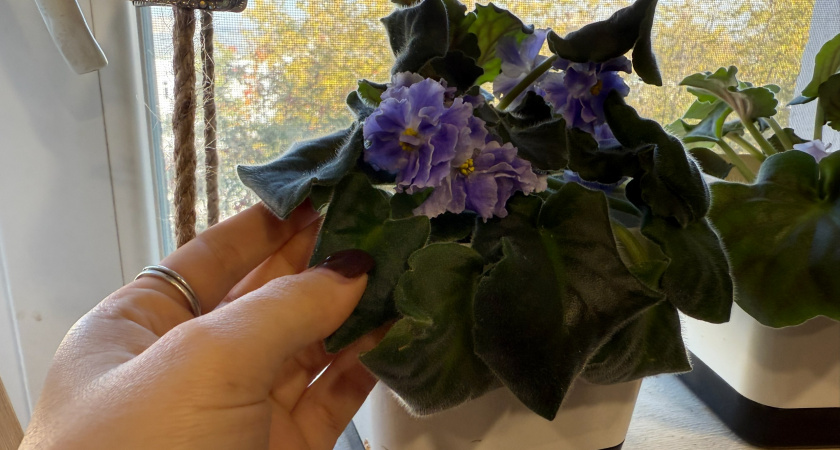 Поливаю фиалки простым настоем этой кожуры — и они расцветают так щедро, будто в дом пришла весна