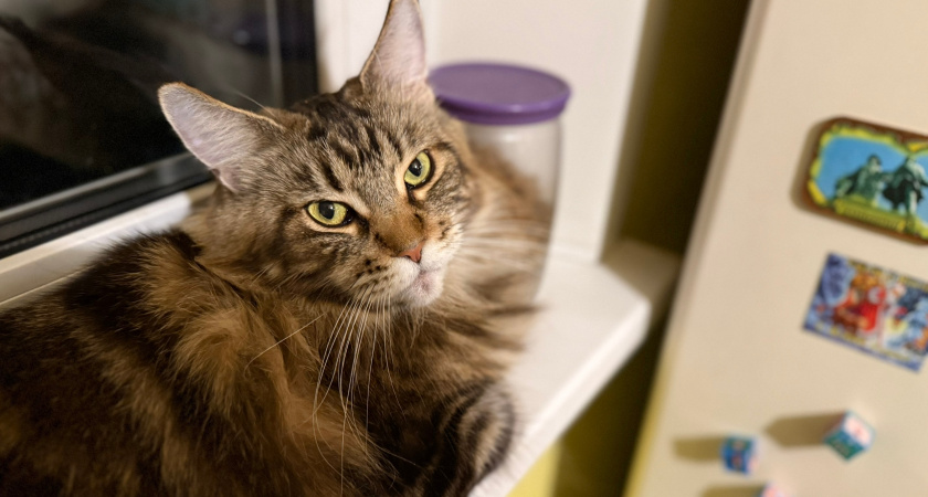 Как долго кошка помнит первого хозяина, если ее отдали новым владельцам - зоопсихологи удивили ответом