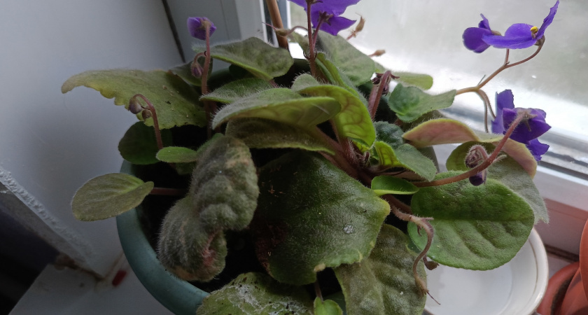 Поливаю фиалки только этим "спящим" раствором: кормлю цветы раз в 10 дней — и на подоконнике вечное цветение без гниющих розеток