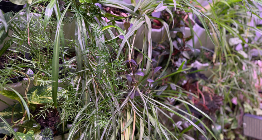 Добавила это в воду и листья дали корни длиной 50 см: мои лучшие стимуляторы для "точек роста" цветов