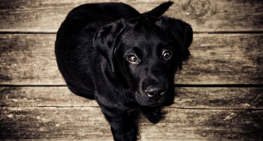 5 пород собак, которых ветеринар видит чаще, чем родную мать: разоритесь на содержании и рационе питания