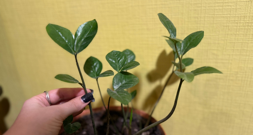 Протираю этим побег перед обрезкой — и увядший замиокулькас выдает рахисы один за другим