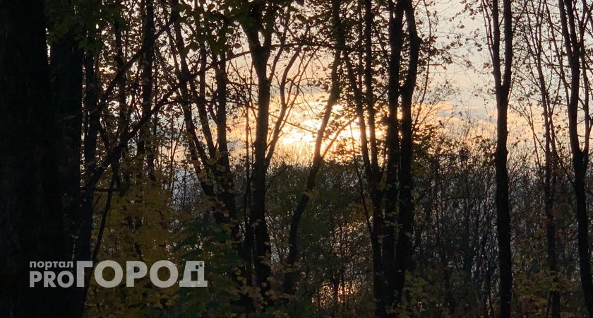 «Улица облысела»: рязанец пожаловался Малкову на закатанные в асфальт места спиленных деревьев