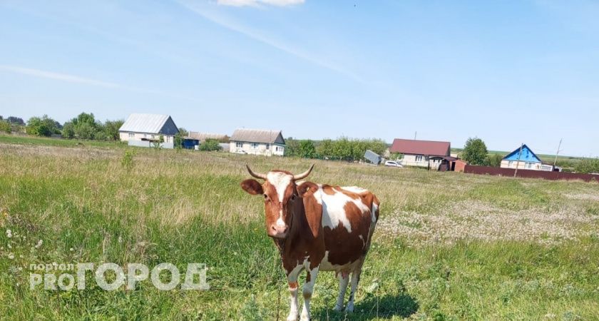 «3 миллиона — и что дальше?»: жители Рязани скептически отреагировали на допфинансирование животноводства