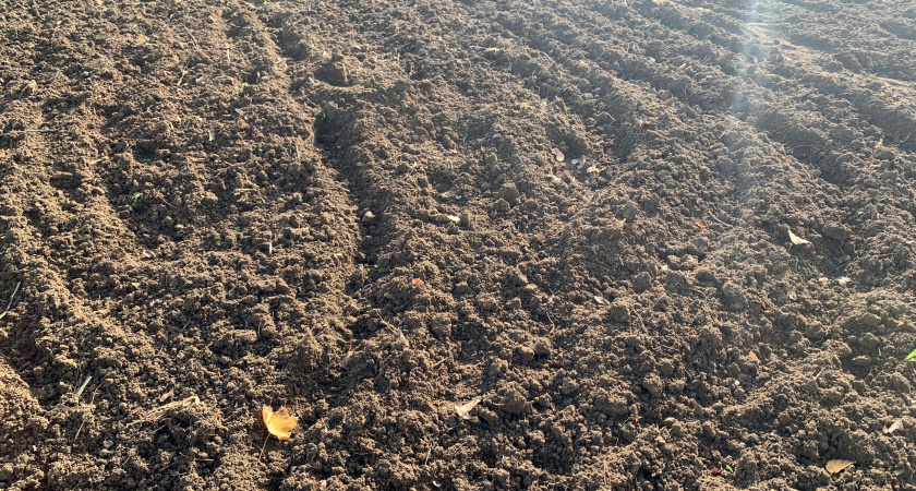 Посыпаю по первому снегу грядки дешевой крупой: весной почва мягкая как пух и готова плодородить