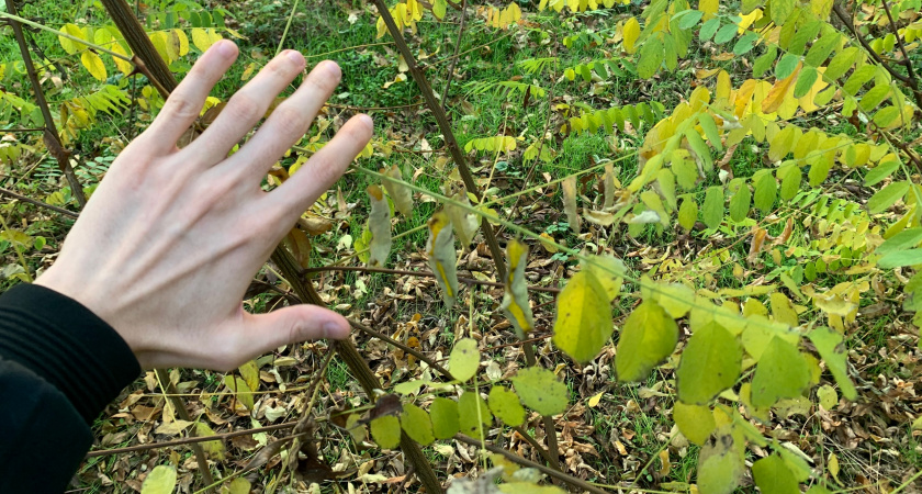 Рязанцы во время похода набрели на волчьи следы