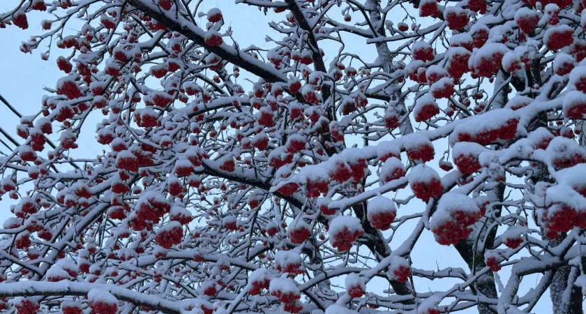 Стал известен прогноз погоды в Рязани на эту неделю