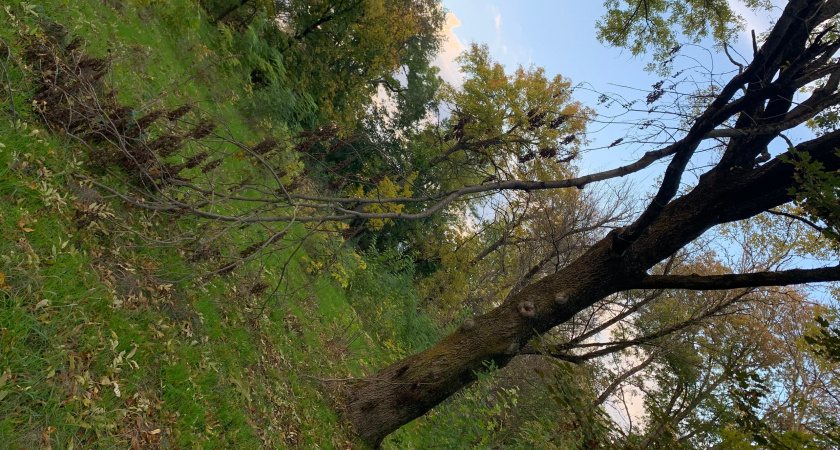 Лось убил волка в рязанском лесу ударом копыта