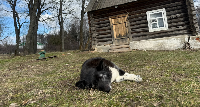 В Рязани отловили более 500 собак и почти 70 агрессивных не выпустили вновь