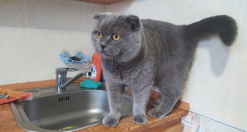 Более чем в 1000 домах Рязани отключили воду