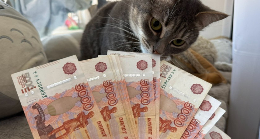 В Рязанской области с 1 января 2026 года вступает в силу специальный налоговый режим