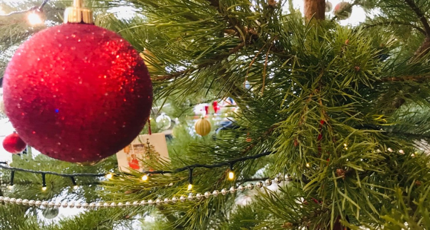 В Рязанской области ужесточили штрафы за браконьерские елки