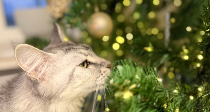 В Рязани заработали елочные рынки