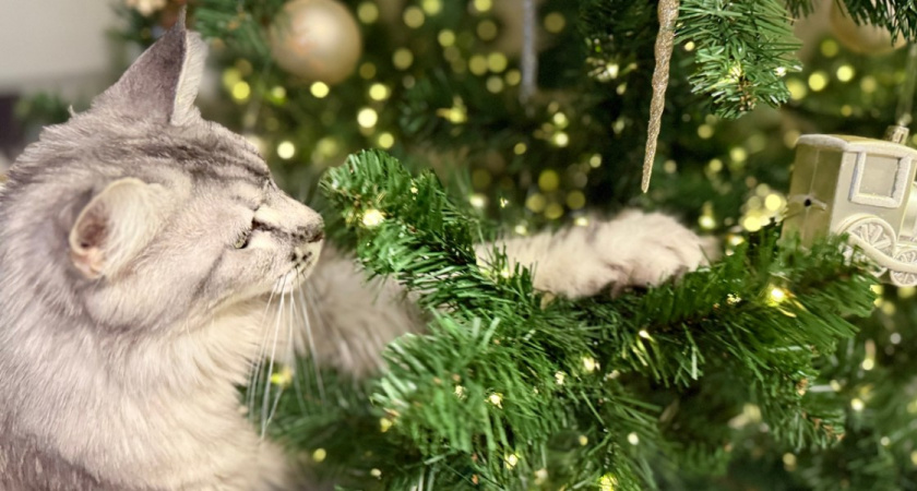 Под Рязанью усиленно патрулируют леса, нарушителям грозят огромные штрафы