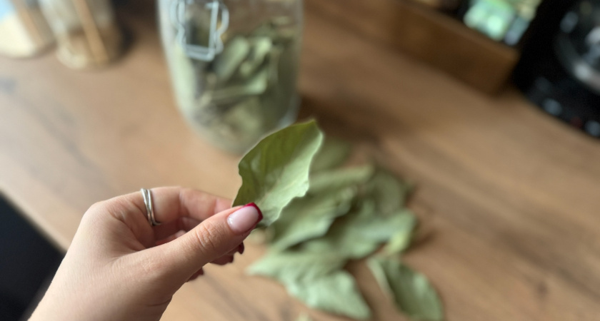 Почему бабушка всегда держала лавровый лист в кошельке: узнала и теперь делаю также — 3 причины, почему вам стоит попробовать