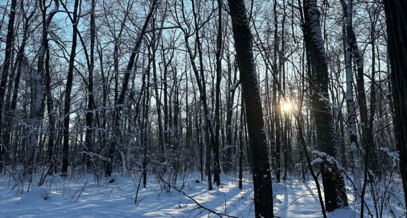 В Окском заповеднике зафиксирован погодный рекорд