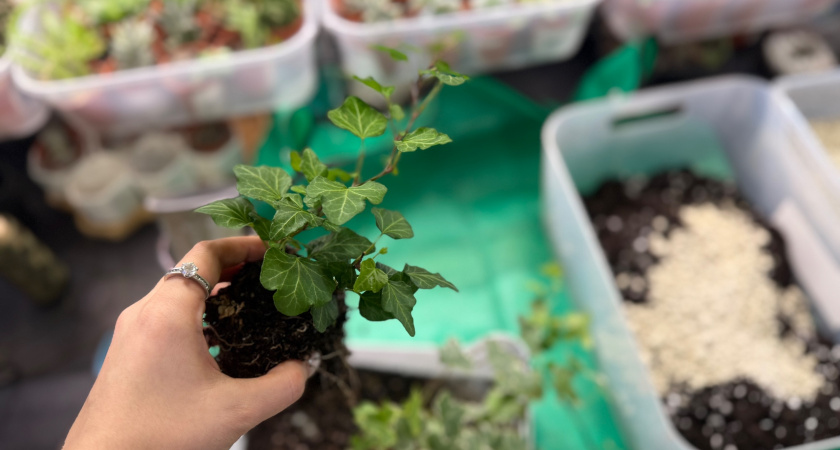 5 ошибок, из-за которых гниют комнатные растения зимой: устранила все до единой и любуюсь на оранжерею цветов 