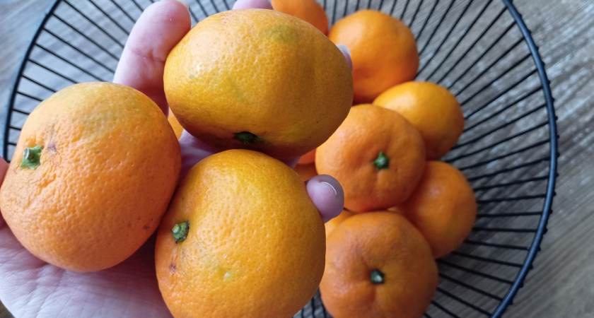 Хитрые продавцы выбирают мандарины себе домой только таким образом: запомните 3 приема